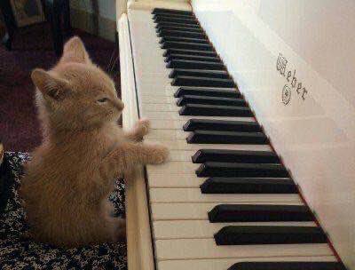 A small orange cat sitting at a piano